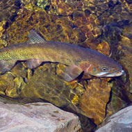 trout fish web