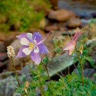 wildfire columbine web