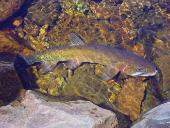 creede colorado ranch adventure 10 343